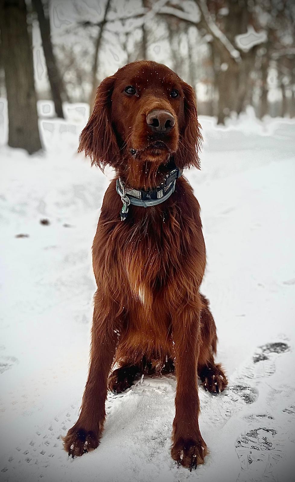 Ghillie - Irish Setter